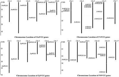 Genome-Wide Analysis Suggests the Relaxed Purifying Selection Affect the Evolution of WOX Genes in Pyrus bretschneideri, Prunus persica, Prunus mume, and Fragaria vesca